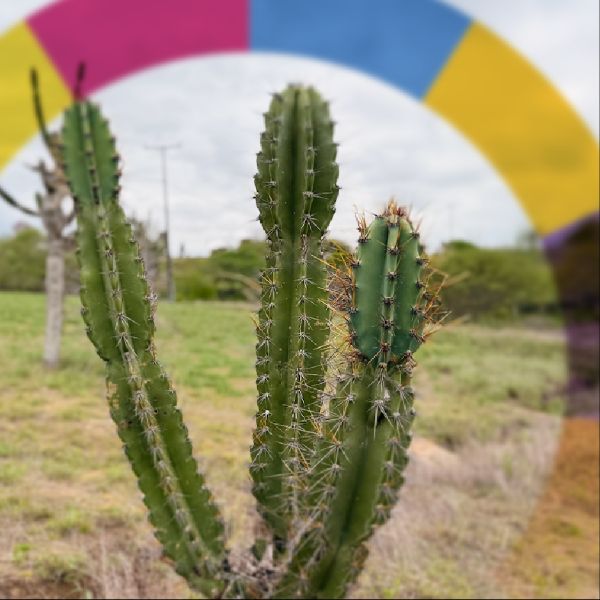 Opção de Investimento Alternativo - CRA 11  COMBATE À FOME NO SERTÃO