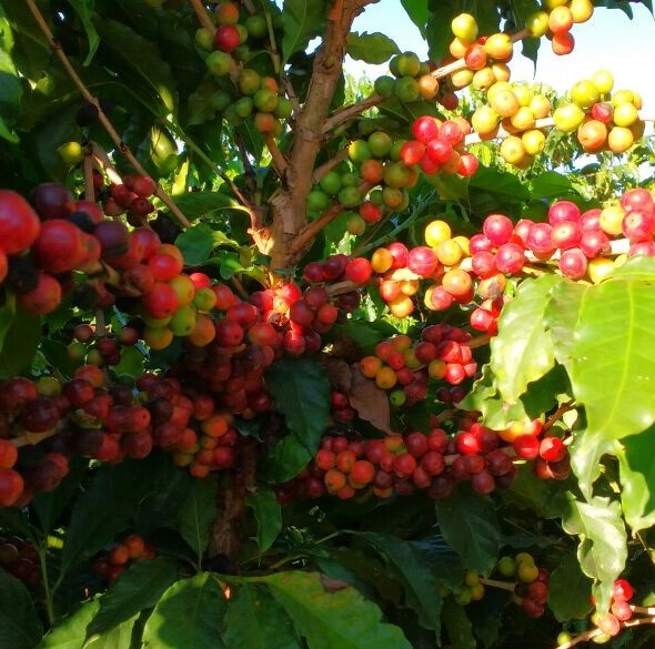Opção de Investimento Alternativo - Ouro Negro Agro Opção de Investimento Alternativo - Ouro Negro Agro