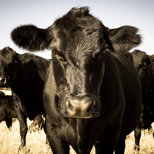 Opção de Investimento Alternativo - Agrosucesso II Beef Premium