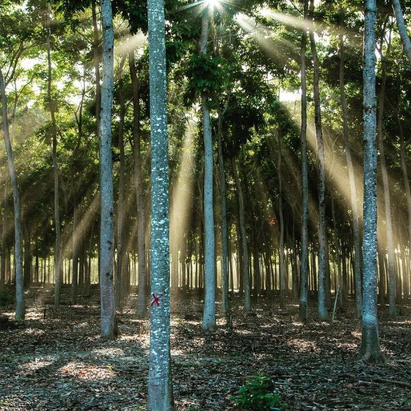 Opção de Investimento Alternativo - Khaya Woods II - Meta Florestas