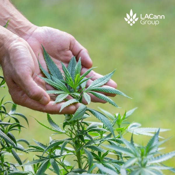 Opção de Investimento Alternativo - Lacann Group - Cannabis Medicinal